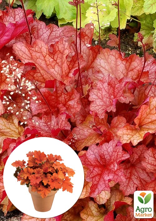 Гейхера (Heuchera) "Paprika" 1 саджанець в упаковці