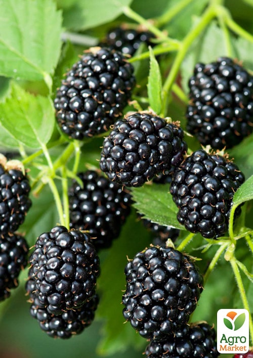 

Эксклюзив! Ежевика черная Садовое чудо (Garden miracle) (премиальный высокоурожайный сорт, среднераннего срока созревания)