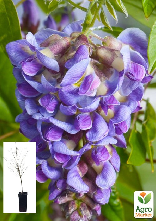 

Глициния 2-х летняя китайская "Amethyst" высота саженца 50-60 см