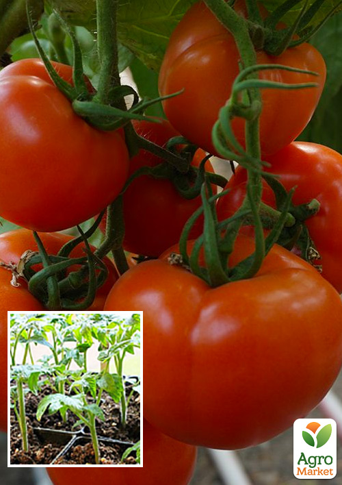 

Розсада Томат «Аламіна F1» (фермерське вирощування), 1шт в упаковці