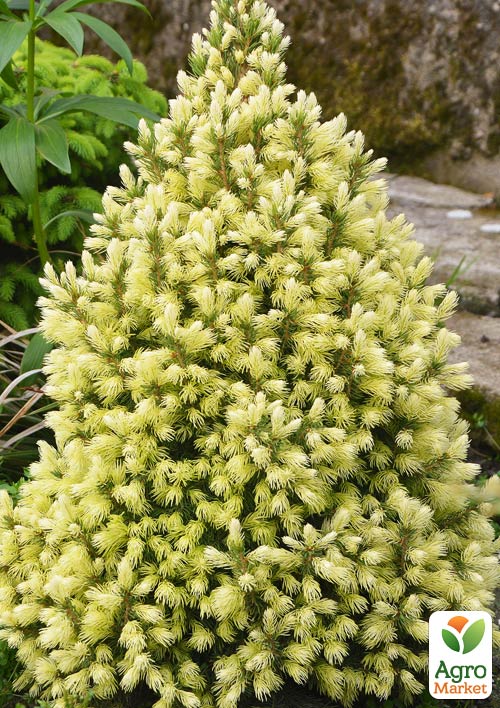 

Ялина канадська сиза Daisy`s White (контейнер Р9)