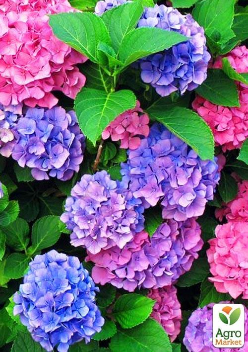 

Гортензія крупнолиста Хамелеон (Chameleon)