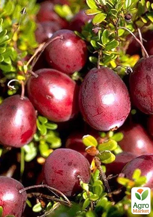 

Клюква 2-х летняя Ben Lear (ранние сроки созревания, высокоурожайный сорт) С1.5