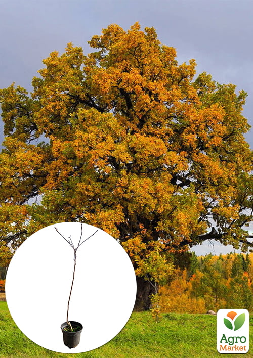 

Дуб англійський звичайний (Quercus robur) С2