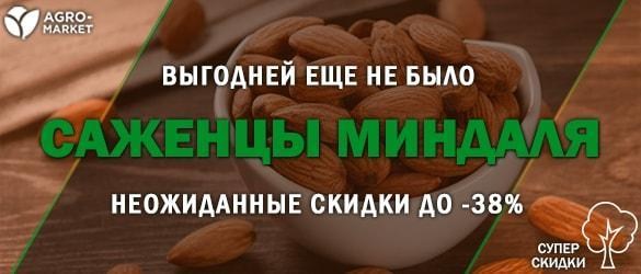 Акция! Впервые Agro-Market.ua объявляет большие скидки на все саженцы миндаля Акция! Впервые Agro-Market.ua объявляет большие скидки на все саженцы миндаля