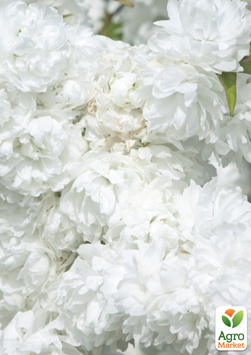 

Мигдаль квітучий Білий парус (ароматний, гарноквітучий)