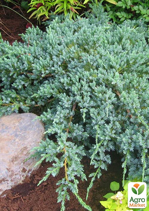 

Ялівець лускатий Blue Carpet горщик Р9