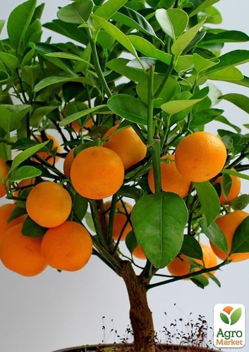 

Мандарин Міхо Васе