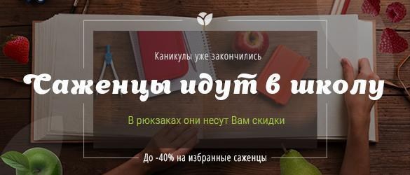 Саженцы идут в школу: большие скидки на лучшие саженцы осеннего сезона Саженцы идут в школу: большие скидки на лучшие саженцы осеннего сезона