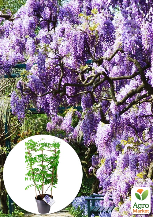 

LMTD Вістерія (гліцинія) Amethyst Falls 5-річна (сформована арка)