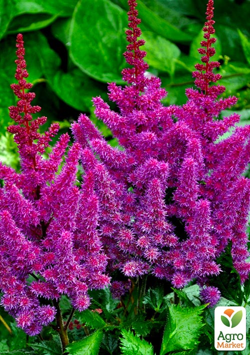 

Астильба Purpurkerze 1шт