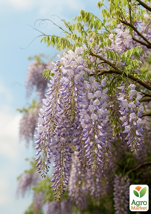 

Глициния голубая “Прематура” (Prematura)