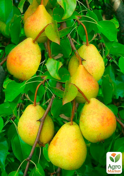 

Груша Мліївська Зимова (зимовий сорт, пізній термін дозрівання)