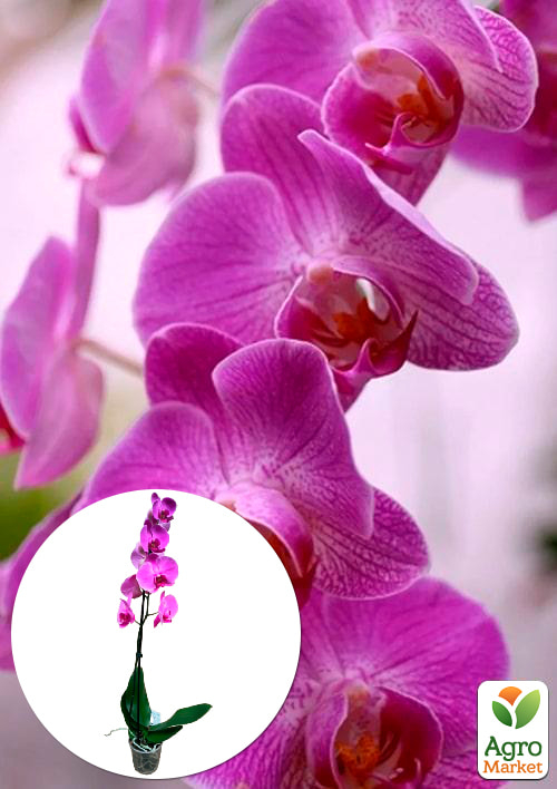 Орхидея (Phalaenopsis) "Lilac" 1 саженец в упаковке (комнатный) Нидерланды