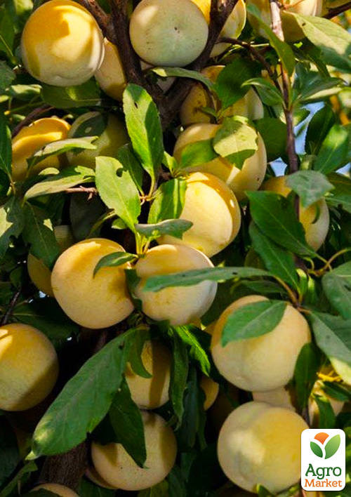 

Слива диплоїдна Флавор Квін (великоплідний сорт, середній термін дозрівання)