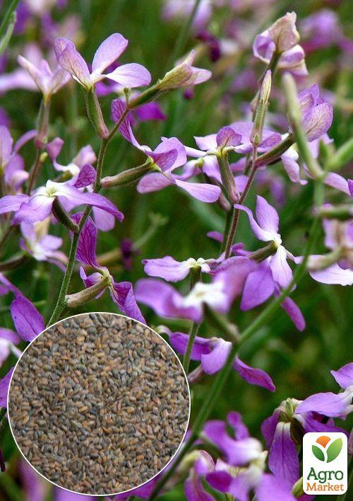 

На вагу Матіола Нічна фіалка ТМ Весна ціна за 8г