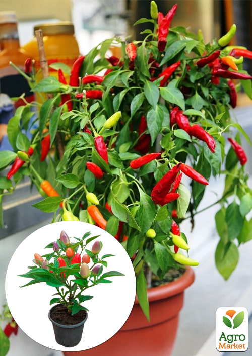 Перец комнатный "Tabasco" острый (съедобный, декоративный) 1 саженец в упаковке (комнатный)