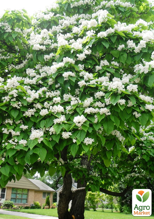 

Катальпа китайська овальнолиста (Catalpa ovata), Р9