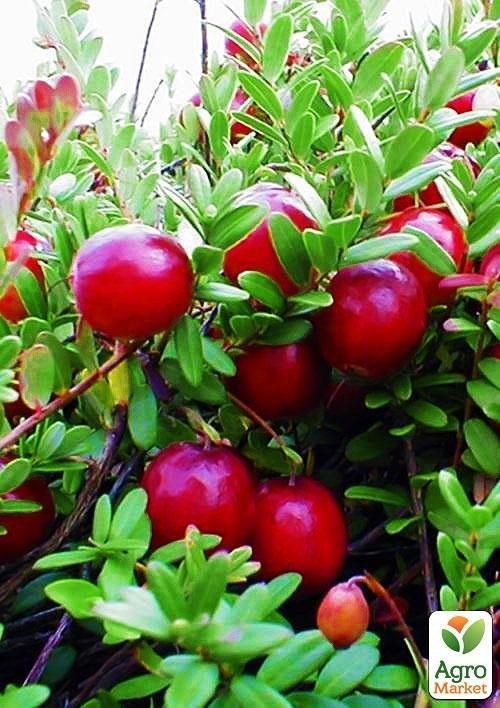 

Журавлина Бен Лір (Ben Lear) (ранній термін дозрівання, високоврожайний сорт)