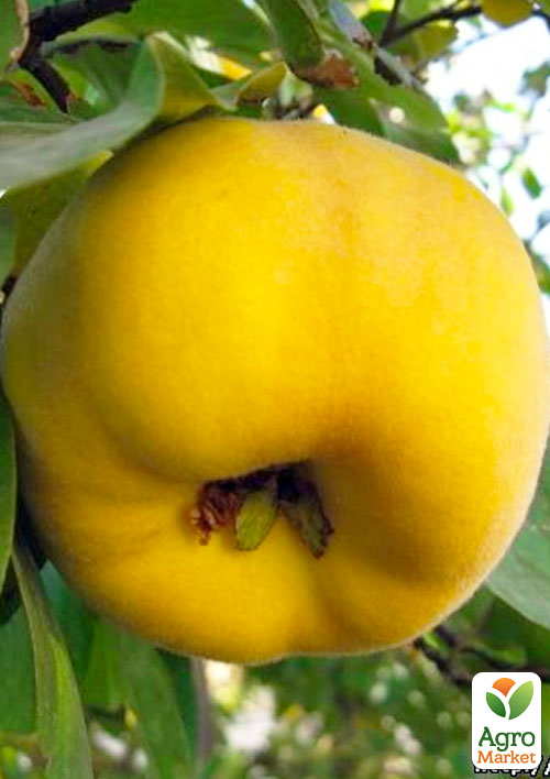 

Ексклюзив! Айва яблуневидна яскраво-жовта Золотинка (Zolotinka) (преміальний гладкокожій сорт, соковитий смак)