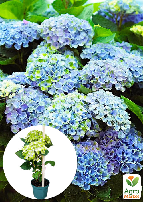 

LMTD Гортензия крупнолистная цветущая 4-х летняя Magical Revolution Blue (40-60см)