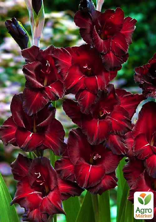 

Гладіолус Pescara 3шт