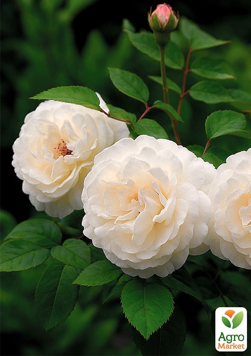 

Троянда англійська Winchester Cathedral (саджанець класу АА+) вищий сорт