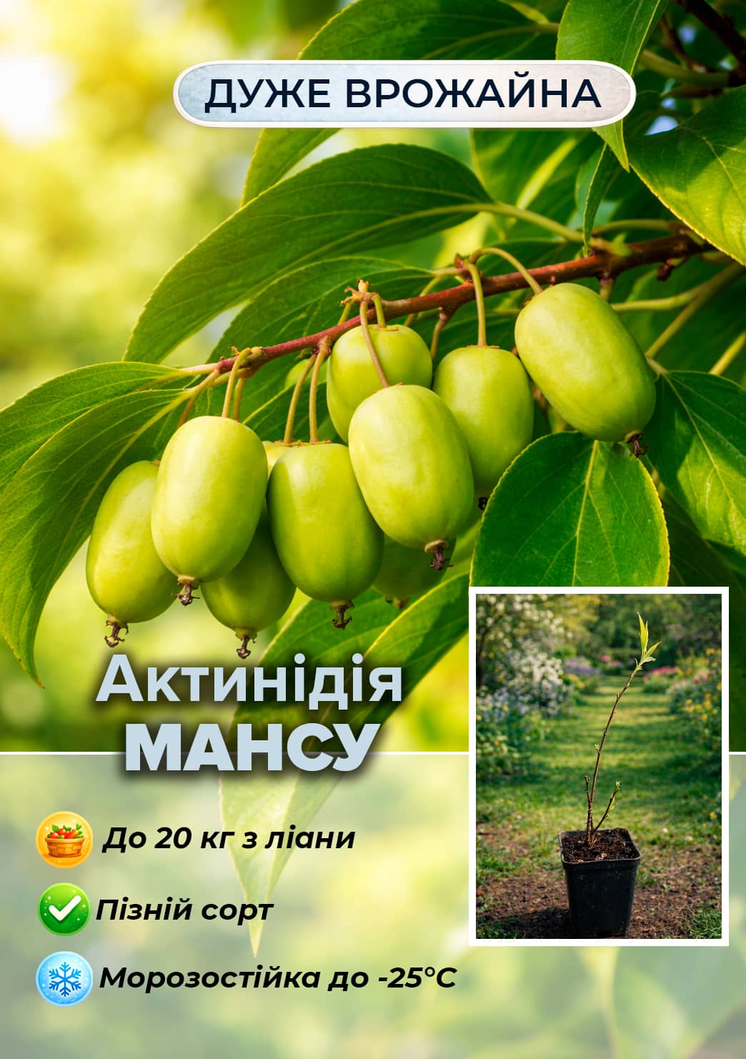 

Ексклюзив! Актинідія Mansu (Мансу) (міні-ківі, яблучно-ананасовий смак, пізній термін дозрівання)