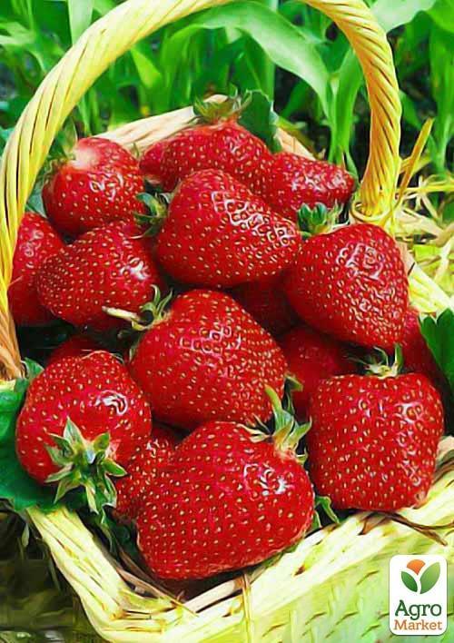 

Клубника Монтерей (Monterey) (ремонтантный высокоурожайный сорт)