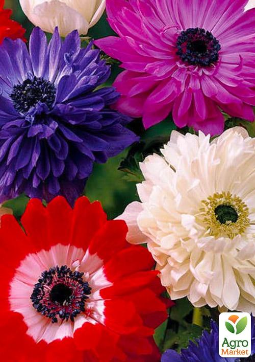 

Анемона махровая Mix 980 (размер 5/6 , крупный) 5шт в упаковке