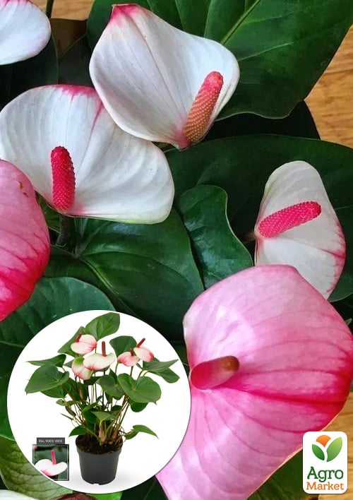 

Антуріум (Anthurium) Pr Am Elegans