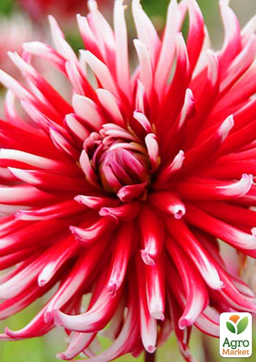 

Жоржина Friquolet 1шт в упаковці