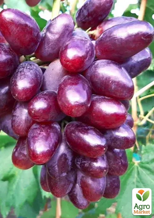 

Виноград Емір (вага грона до 2000 р ягода велика, солодка)