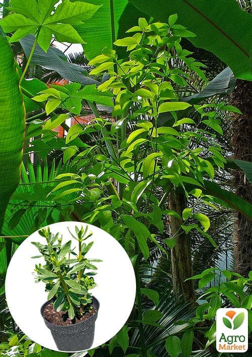 

Корица Колумбийская (куст, экзотическая пряность, кадочное растение)