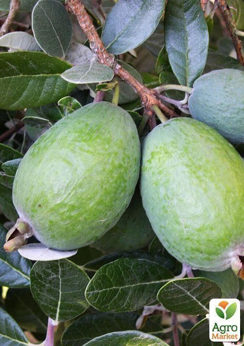 

Фейхоа зелена Король Жоан (King Joan)