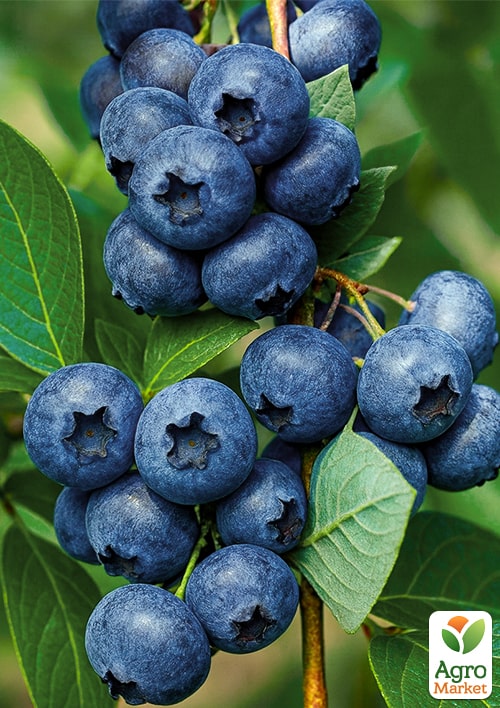 

Лохина (чорниця садова) 2 роки Блакитна розсип С1,5 висота 50-60см