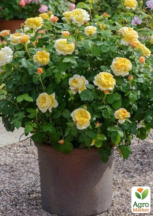 

Троянда англійська The Poet's Wife (саджанець класу АА+) вищий сорт