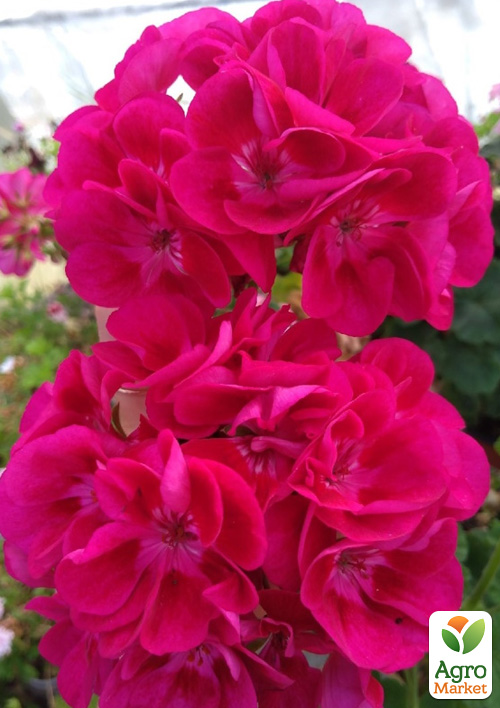 

Пеларгонія зональна Flower Fairy Strawberry