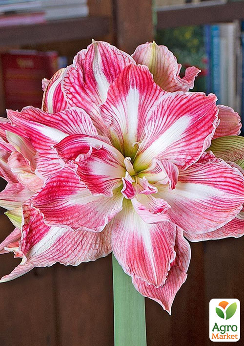 

Гиппеаструм махровый Pretty Nymph (Амариллис)