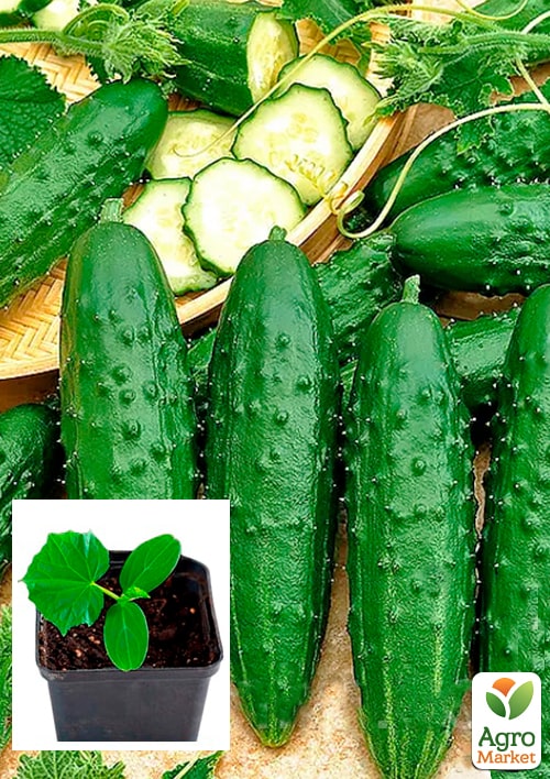 

Розсада Огірок «Посухостійкий» (фермерське вирощування), 1шт в упаковці