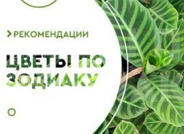 Кімнатні квіти за знаком зодіаку - корисні статті про садівництво від Agro-Market