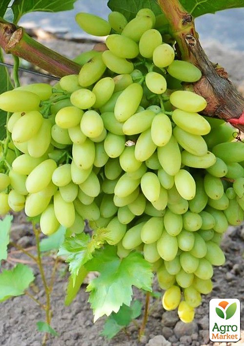 

Виноград Сторіччя (кишмиш, середньо-ранній термін дозрівання, грона солідні вагою до 1500г)