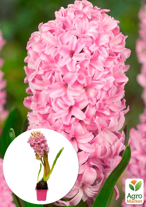 

Гіацинт Fondant (Нідерланди)