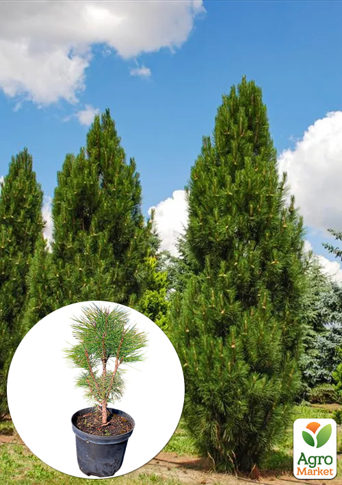 

Сосна 4-річна чорна «Piramidalis» С3, висота 30–35 см