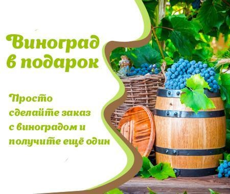 Акция! Саженец винограда в подарок Акция! Саженец винограда в подарок