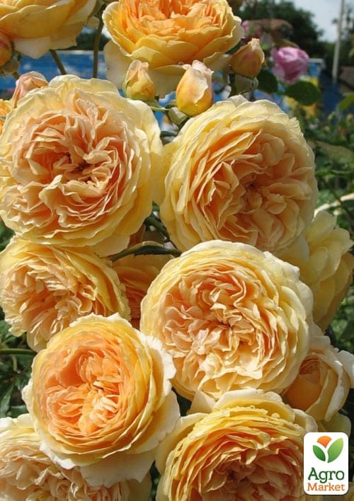 

Троянда англійська Princess Margaret (саджанець класу АА+) вищий сорт