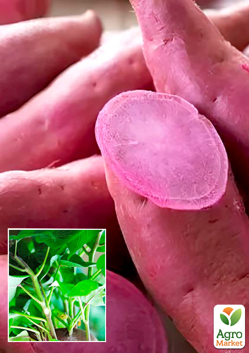 

Розсада Батата Purple, Р10 (темно-фіолетова м'якоть)