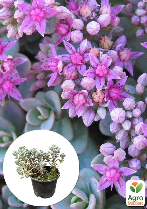 

Очиток синий Rasenteppich (Sedum cyaneum)