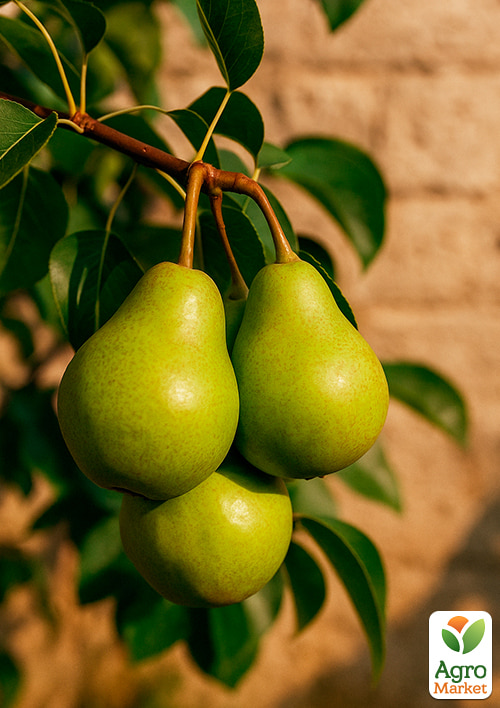 

Груша Бере Гарди (осенний сорт, средний срок созревания)