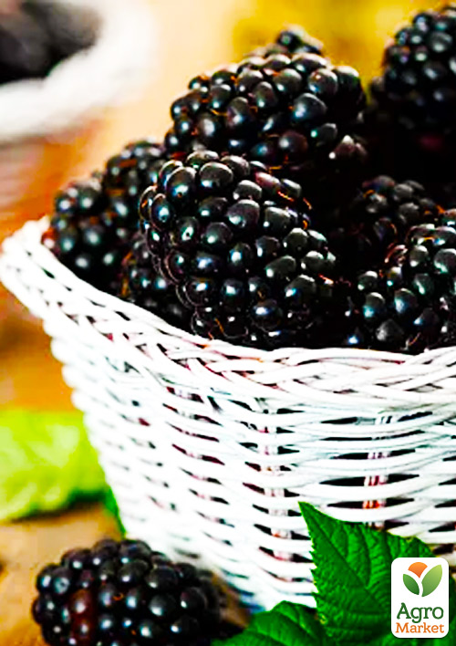 

Ожина пізня Честер (Chester)